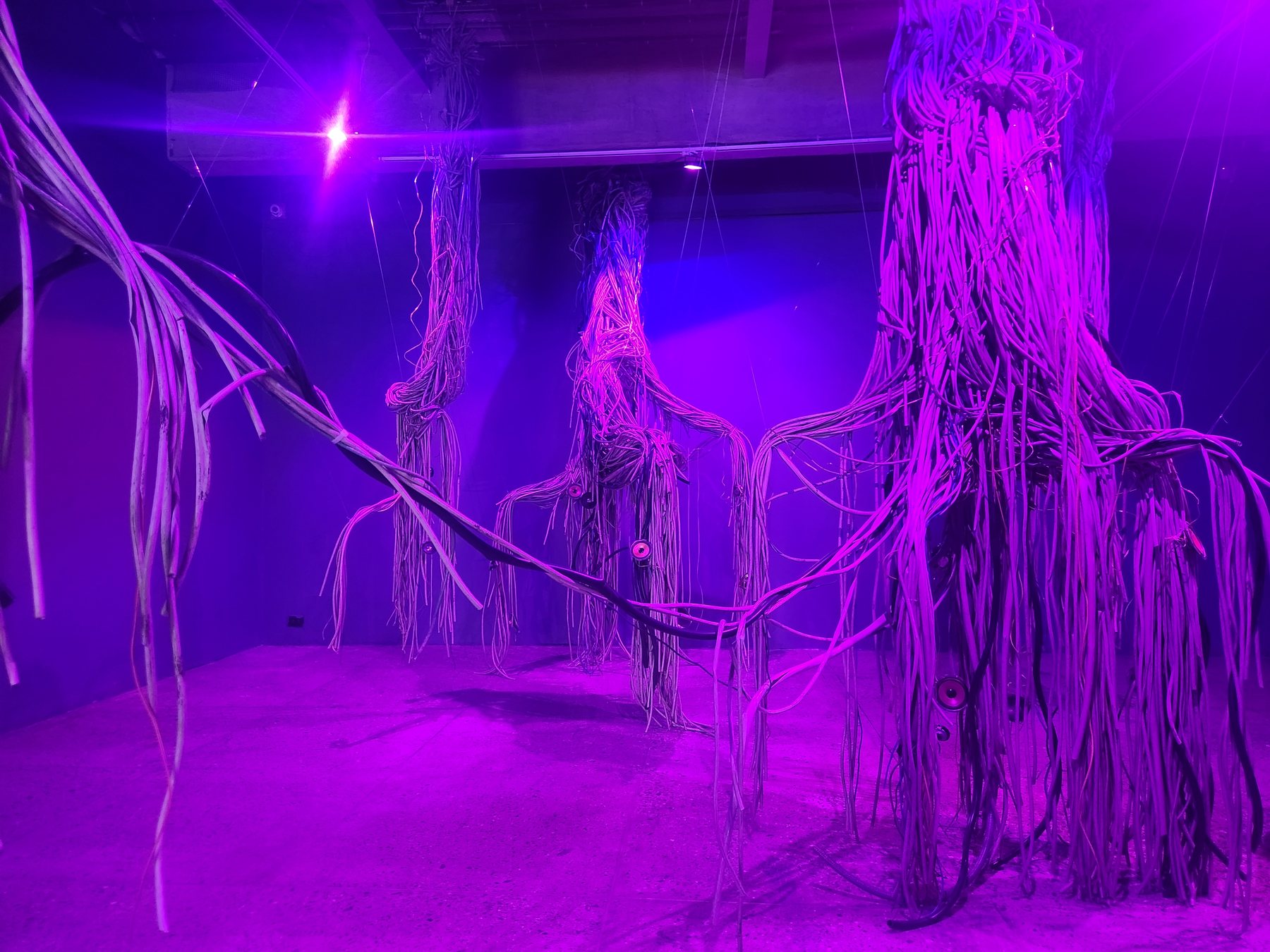 A Tale of Two Seeds — installation