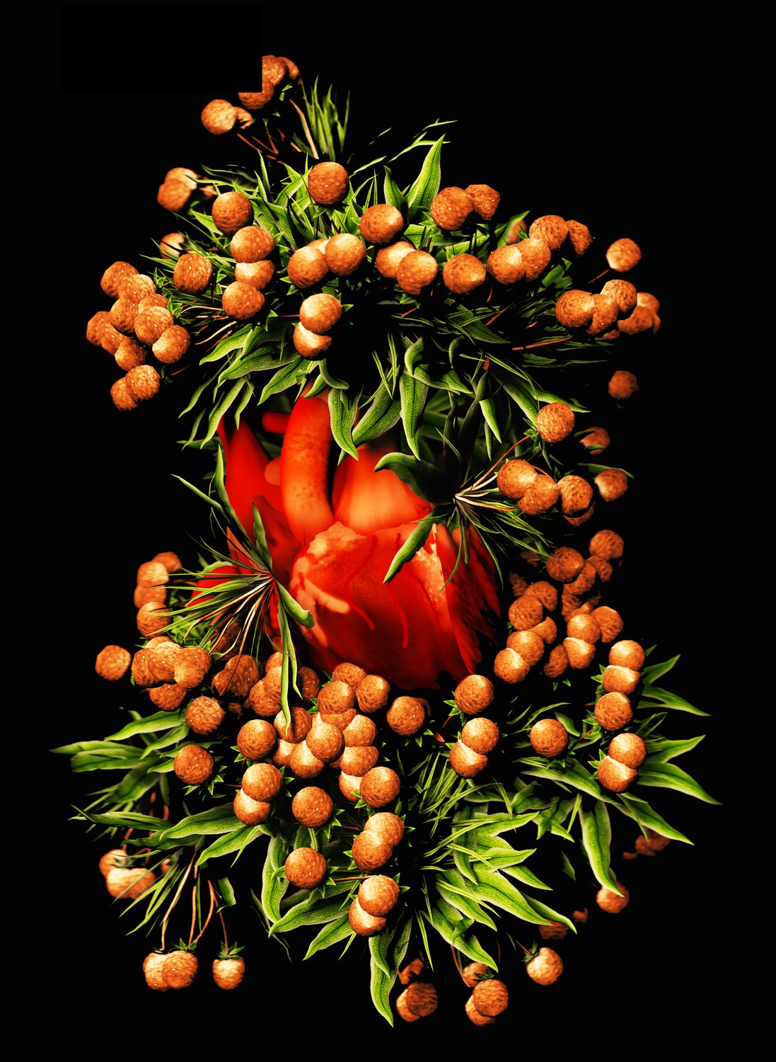 Huito fruit and human heart